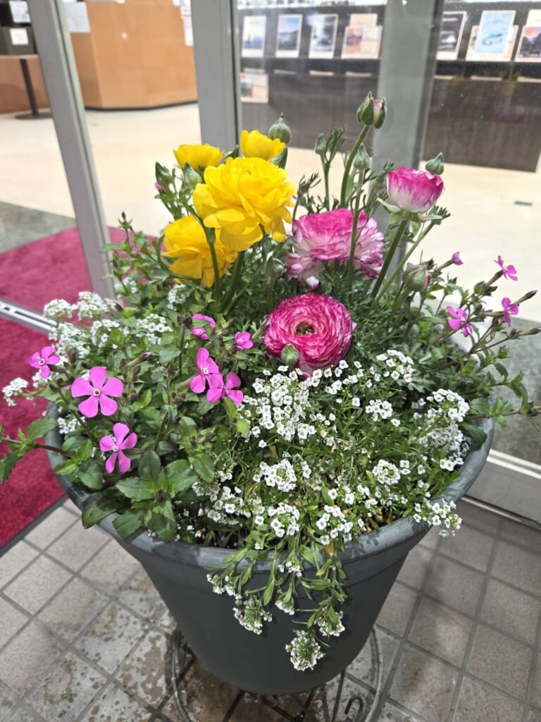 入り口のお花が新しくなりました🏵️春らしくお出迎えしています！