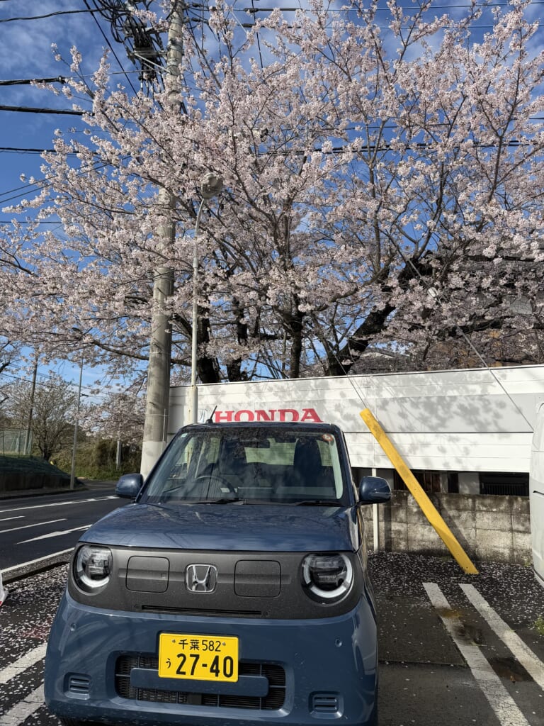 🌸桜満開です🌸