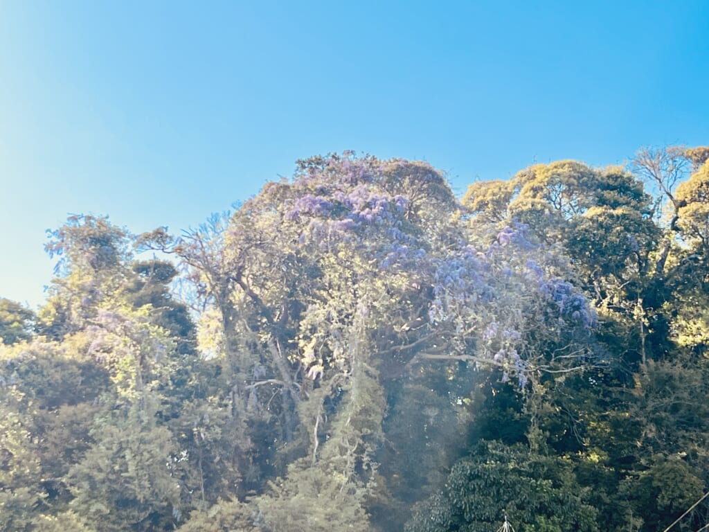 【匝瑳店】藤の花が咲いています💜