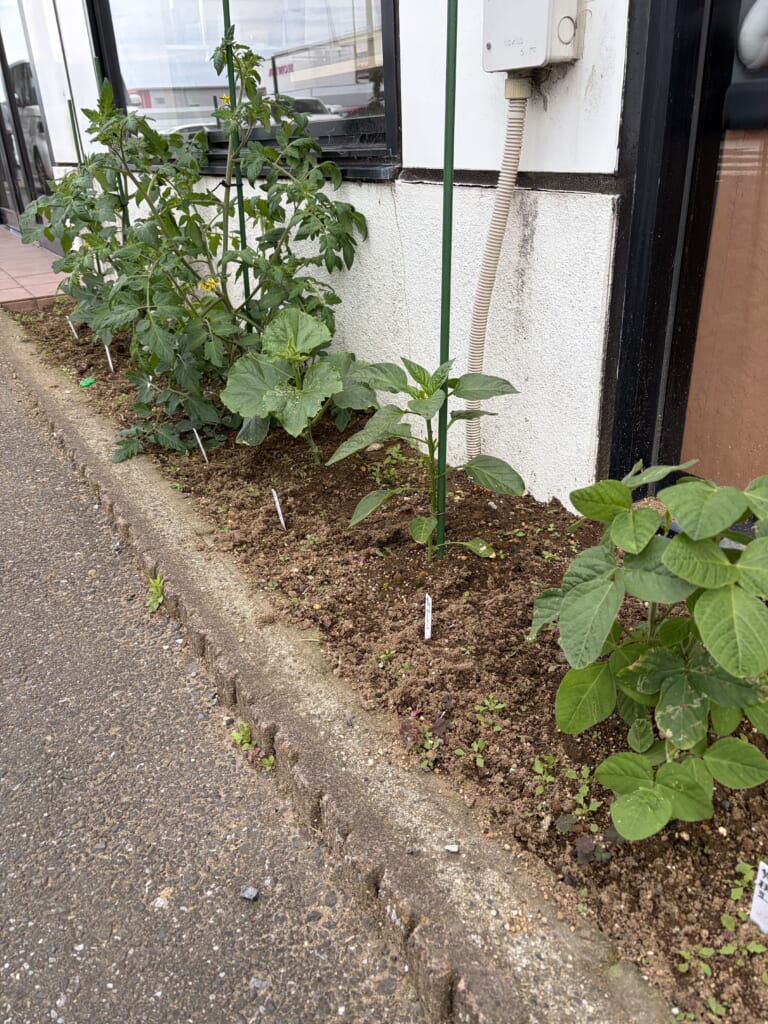 🍆🫑野菜🍅🥒