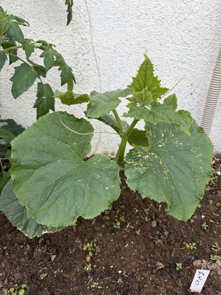 野菜日記